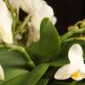 Орхидея Фаленопсис Дикая форма белая в глянцевом кашпо фото 5 &mdash; Luxury Plants