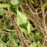 Фикус Экзотика переплетенный 120/24 фото 4 &mdash; Luxury Plants