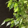 Фикус Экзотика переплетенный 120/24 фото 2 &mdash; Luxury Plants