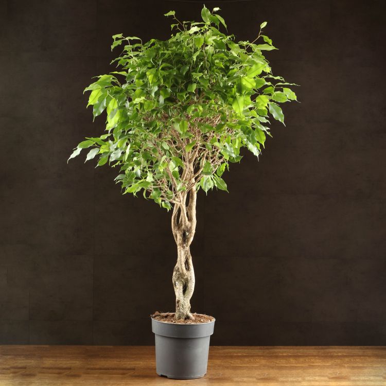 Фикус Экзотика переплетенный 120/24 фото 1 &mdash; Luxury Plants