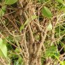 Фикус Экзотика переплетенный 120/24 фото 5 &mdash; Luxury Plants