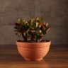 Крассула Сансет 18/17 фото 1 &mdash; Luxury Plants