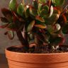 Крассула Сансет 18/17 фото 4 &mdash; Luxury Plants