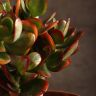 Крассула Сансет 18/17 фото 5 &mdash; Luxury Plants