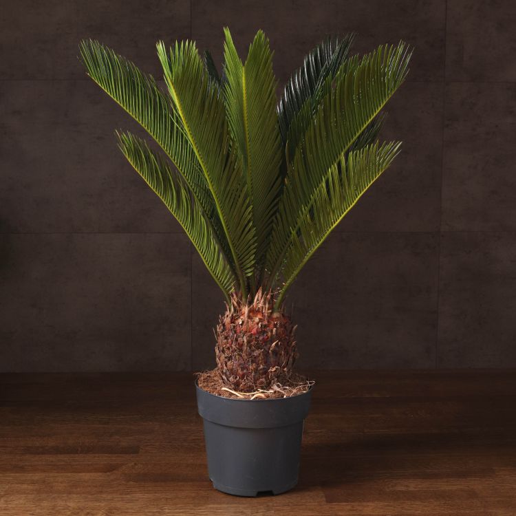 Цикас Революта 70/17 фото 1 &mdash; Luxury Plants