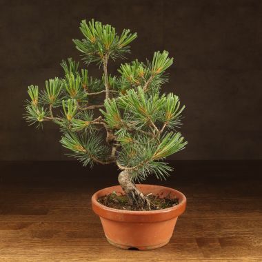 Бонсай Сосна 36см &mdash; Luxury Plants