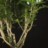 Муррайя Паникулата 50/13 фото 4 &mdash; Luxury Plants