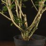 Муррайя Паникулата 50/13 фото 5 &mdash; Luxury Plants