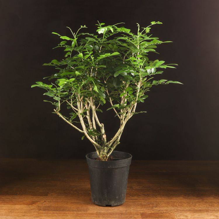 Муррайя Паникулата 50/13 фото 1 &mdash; Luxury Plants