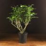Муррайя Паникулата 50/13 фото 1 &mdash; Luxury Plants