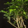 Муррайя Паникулата 50/13 фото 2 &mdash; Luxury Plants