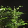 Муррайя Паникулата 50/13 фото 3 &mdash; Luxury Plants