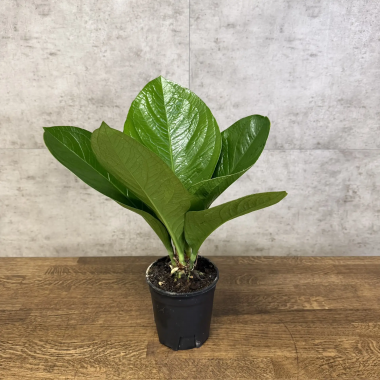 Антуриум Хукери 35/15 &mdash; Luxury Plants