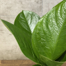 Антуриум Хукери 35/15 фото 3 &mdash; Luxury Plants