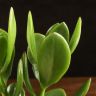 Крассула д9 фото 2 &mdash; Luxury Plants