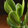 Крассула д9 фото 3 &mdash; Luxury Plants