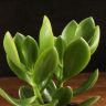 Крассула д9 фото 4 &mdash; Luxury Plants