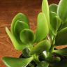 Крассула д9 фото 5 &mdash; Luxury Plants