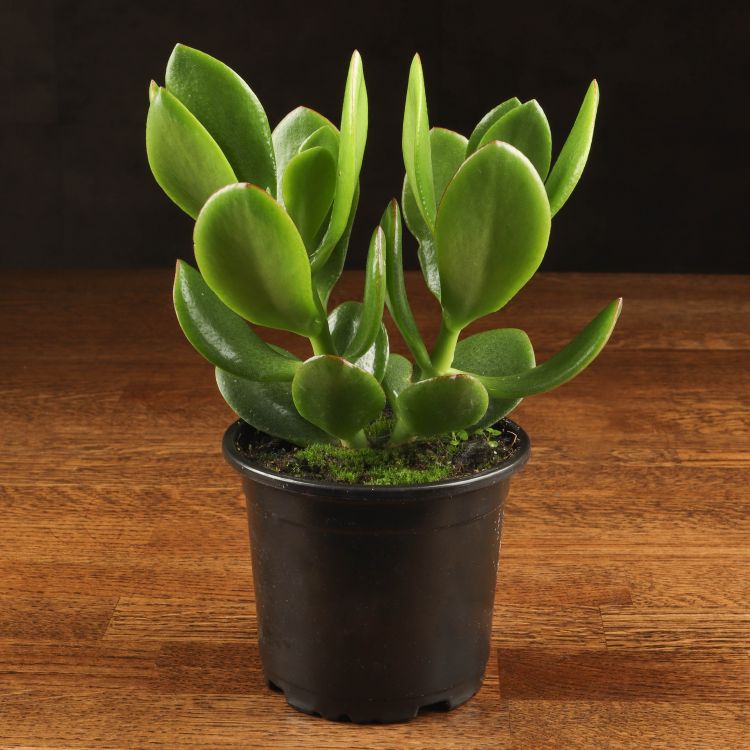 Крассула д9 фото 1 &mdash; Luxury Plants