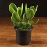 Крассула д9 фото 1 &mdash; Luxury Plants