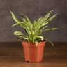 Драцена фрагранс Малайка 30/12 фото 2 &mdash; Luxury Plants