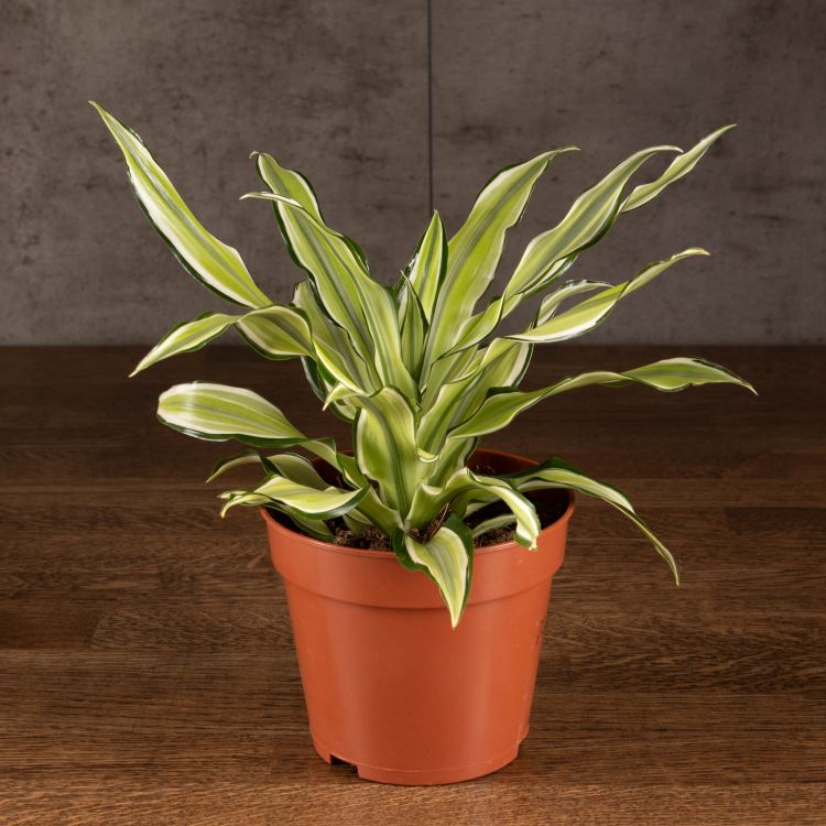Драцена фрагранс Малайка 30/12 фото 1 &mdash; Luxury Plants