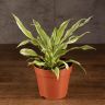 Драцена фрагранс Малайка 30/12 фото 1 &mdash; Luxury Plants