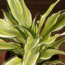 Драцена фрагранс Малайка 30/12 фото 4 &mdash; Luxury Plants