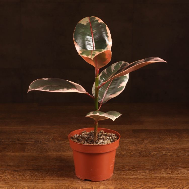 Фикус эластика Белиз 30/12 фото 1 &mdash; Luxury Plants