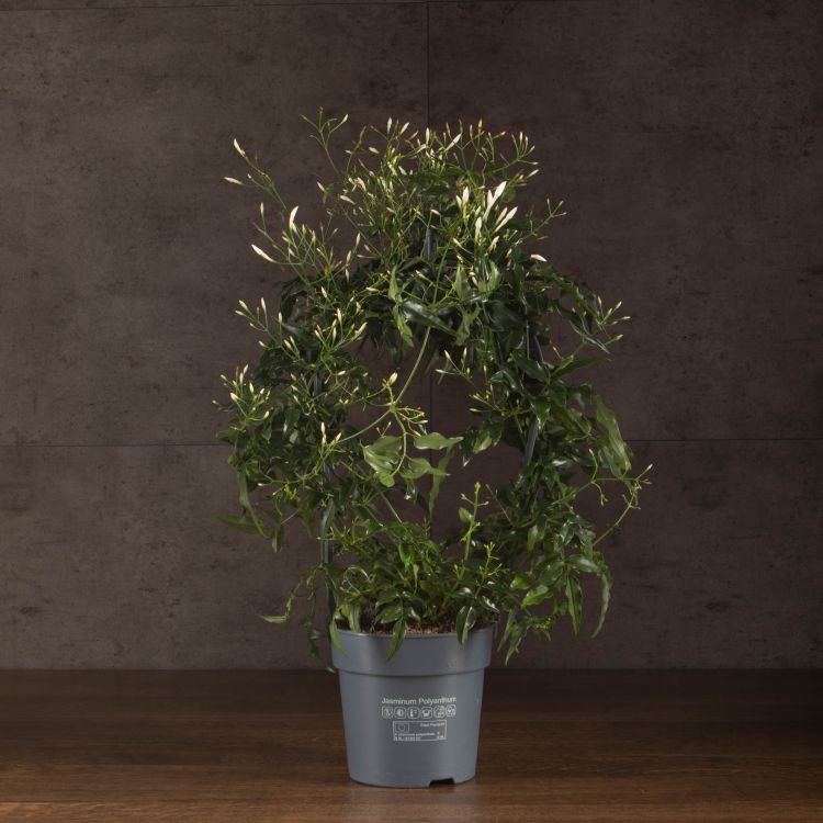Жасмин полиантум 40/12 фото 1 &mdash; Luxury Plants