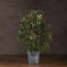Жасмин полиантум 40/12 фото 1 &mdash; Luxury Plants
