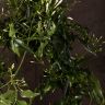 Жасмин полиантум 40/12 фото 3 &mdash; Luxury Plants