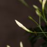 Жасмин полиантум 40/12 фото 4 &mdash; Luxury Plants