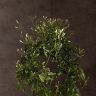 Жасмин полиантум 40/12 фото 2 &mdash; Luxury Plants