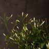Жасмин полиантум 40/12 фото 5 &mdash; Luxury Plants