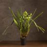 Орхидея Цимбидиум бело-зеленая D14 фото 2 &mdash; Luxury Plants