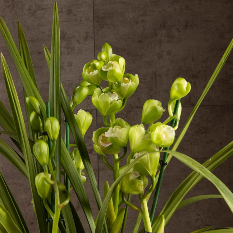 Орхидея Цимбидиум бело-зеленая D14 фото 1 &mdash; Luxury Plants
