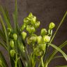 Орхидея Цимбидиум бело-зеленая D14 фото 1 &mdash; Luxury Plants