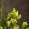 Орхидея Цимбидиум бело-зеленая D14 фото 3 &mdash; Luxury Plants