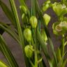 Орхидея Цимбидиум бело-зеленая D14 фото 4 &mdash; Luxury Plants