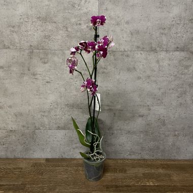 Орхидея Фаленопсис Rombley уценка &mdash; Luxury Plants