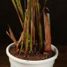 Хризалидокарпус д17 уценка фото 5 &mdash; Luxury Plants