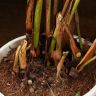 Хризалидокарпус д17 уценка фото 4 &mdash; Luxury Plants