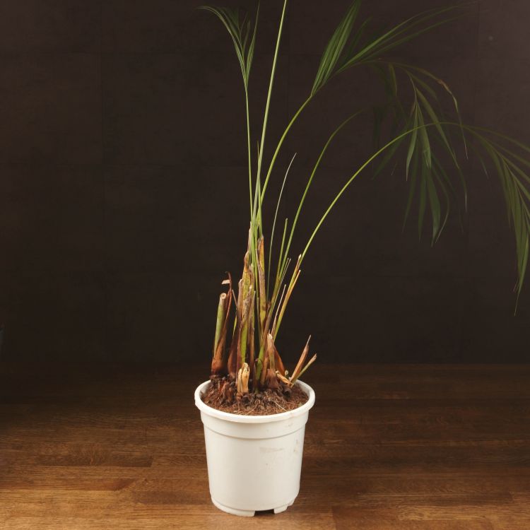 Хризалидокарпус д17 уценка фото 1 &mdash; Luxury Plants