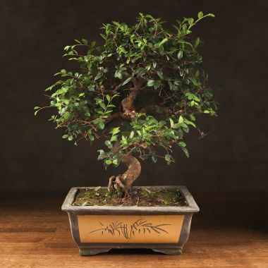 Бонсай Вяз 57см &mdash; Luxury Plants