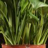 Спатифиллум Свит Вайн 50/12 фото 5 &mdash; Luxury Plants