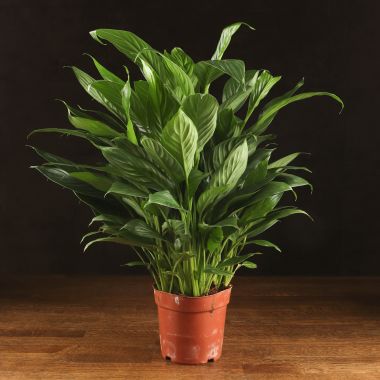 Спатифиллум Свит Вайн 50/12 &mdash; Luxury Plants