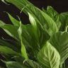 Спатифиллум Свит Вайн 50/12 фото 2 &mdash; Luxury Plants