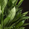 Спатифиллум Свит Вайн 50/12 фото 3 &mdash; Luxury Plants