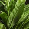 Спатифиллум Свит Вайн 50/12 фото 4 &mdash; Luxury Plants
